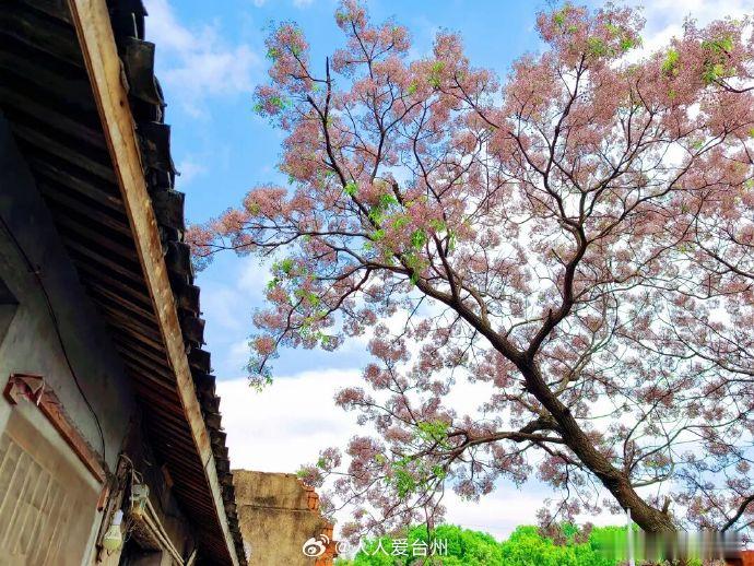 【绝美台州600年老城门与80岁苦楝树的岁月情 】台州晏清门是明洪武二十年汤和筑