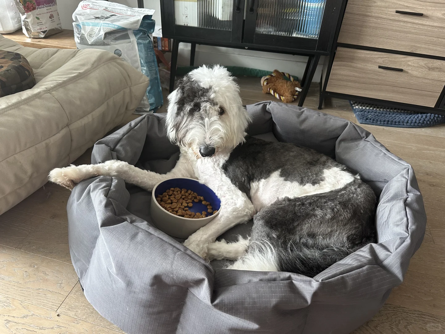 病号日记｜狗子IBD初见成效，又湿疹了…