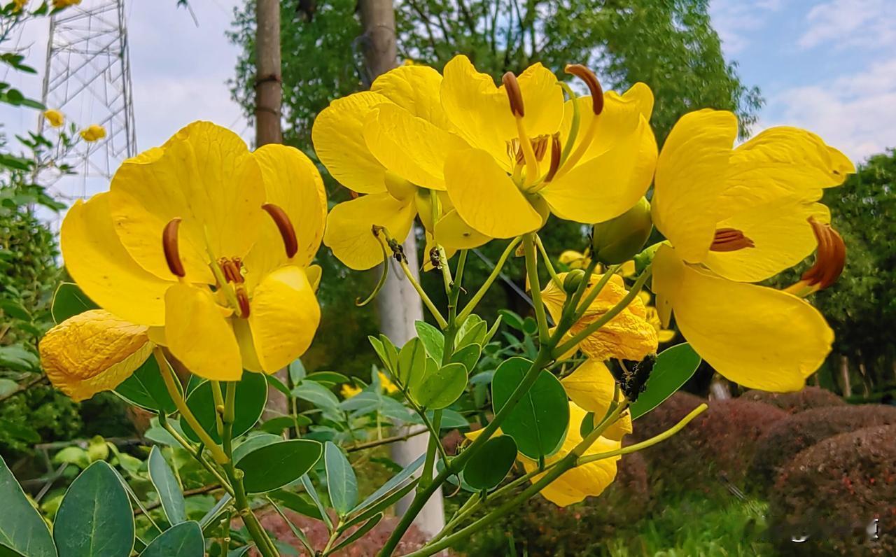 万州区莲花公园黄槐花盛开，金灿灿的！