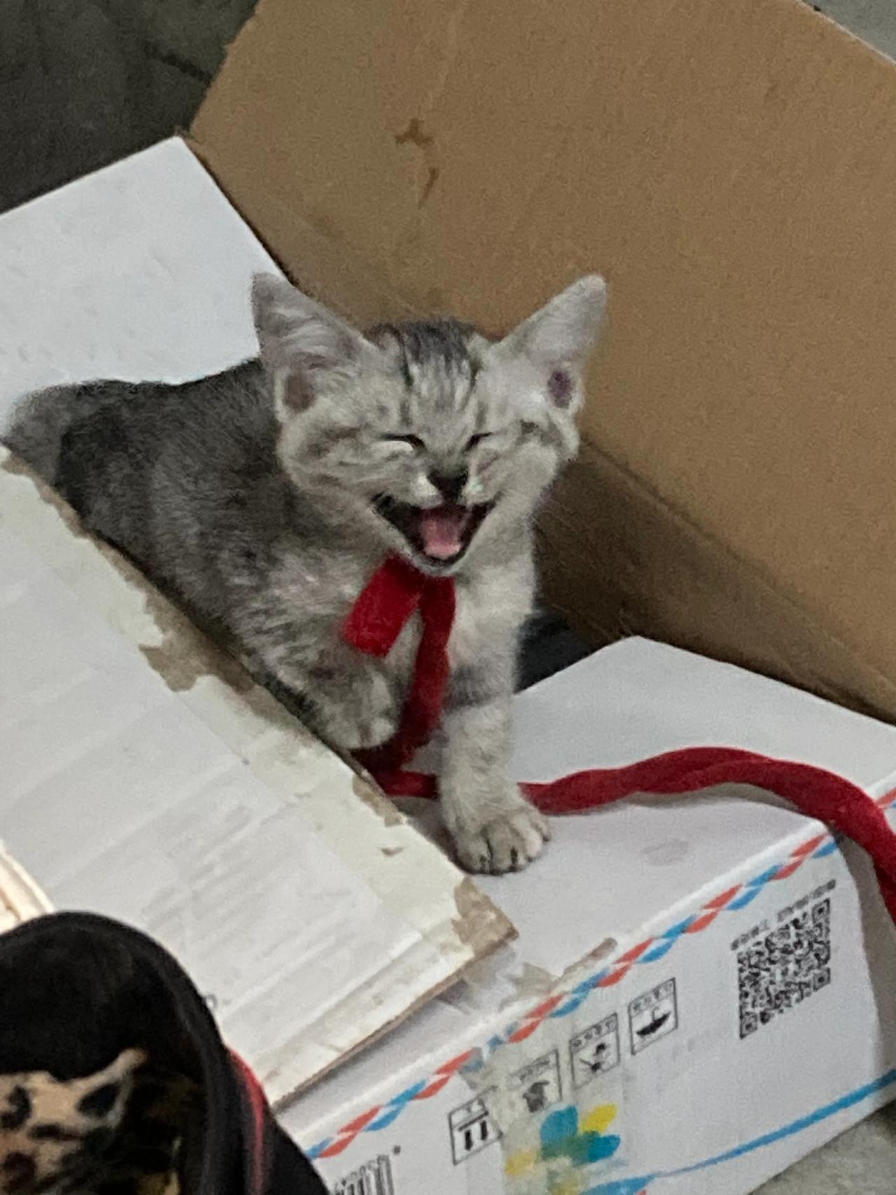 #一张图片看你家小猫多淘气#