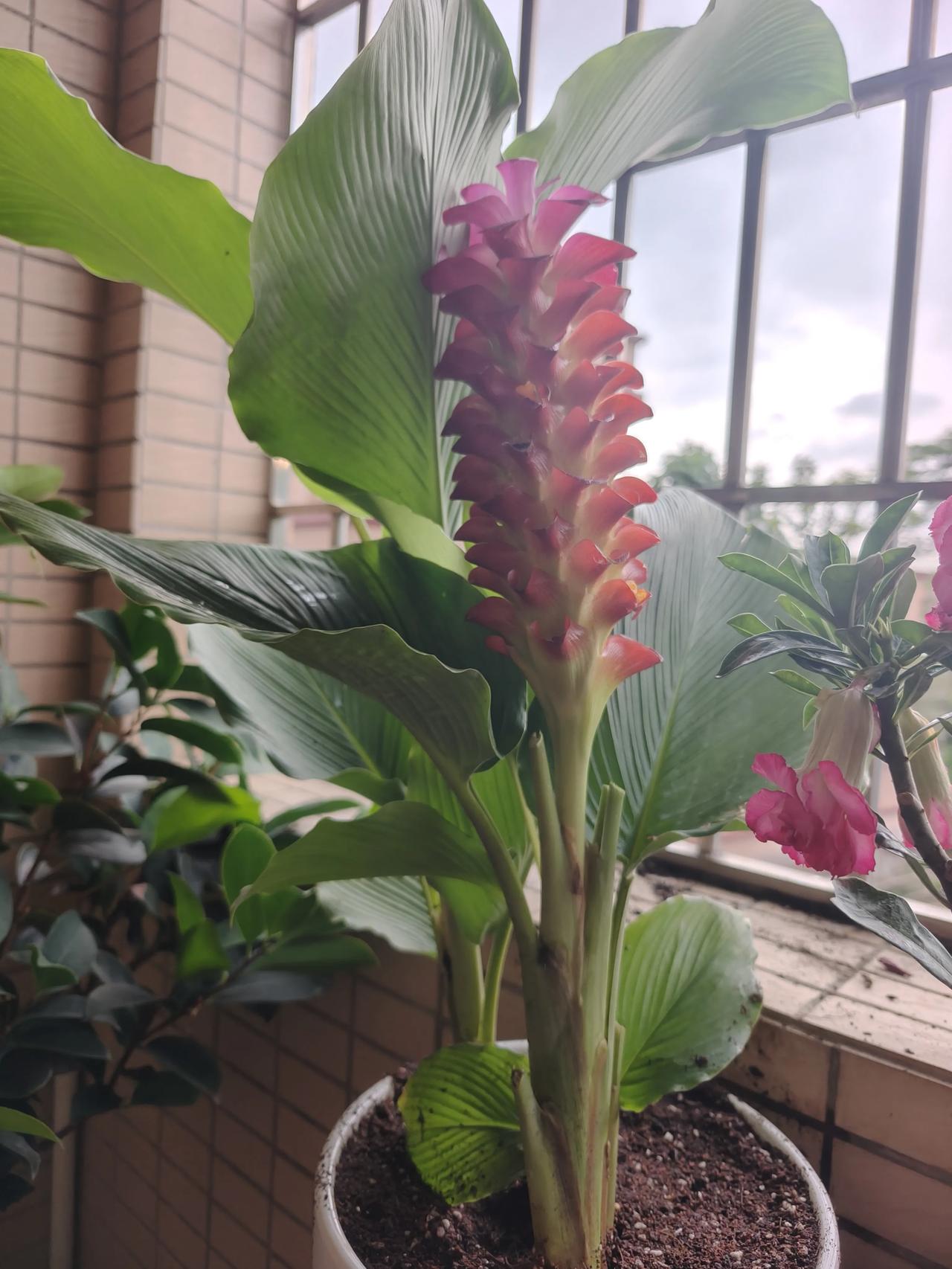 晒晒你家阳台上的花这就是我昨天下午去顺德陈村花卉市场买回来的几盘花，我这种人就最