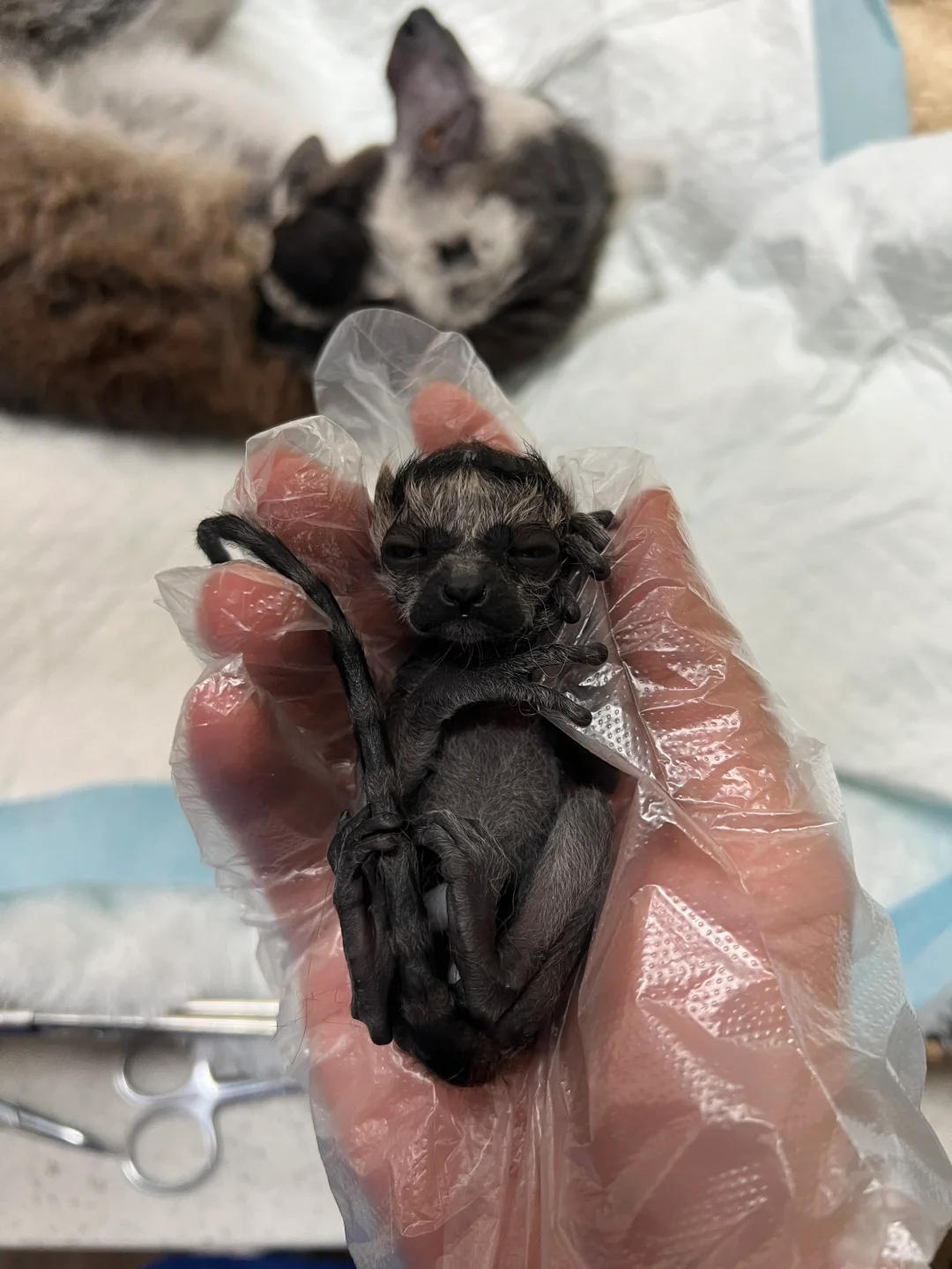 今天是环尾狐猴的接生婆，猴妈边体检边生