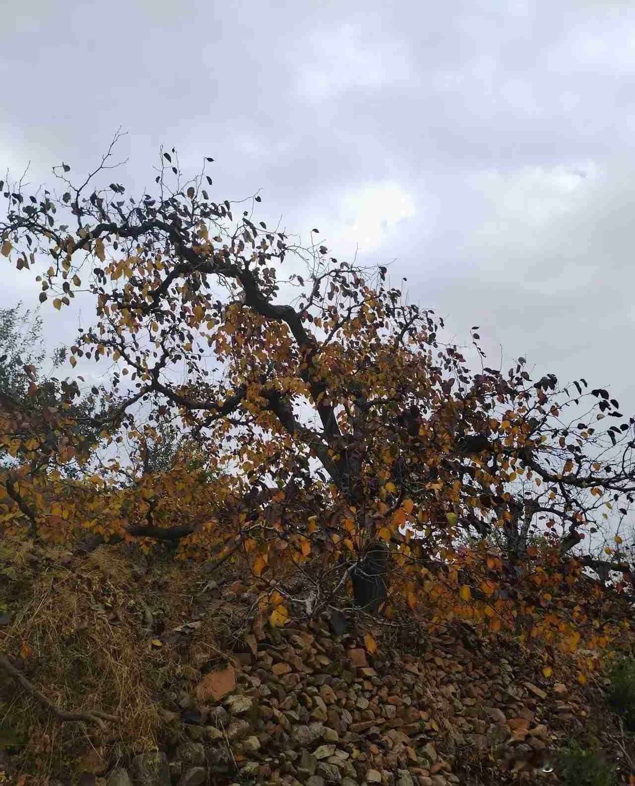 我的今日状态：😁轻松愉快
我这里的天气：☀️晴天
冬天的大山，梨树的叶子。
