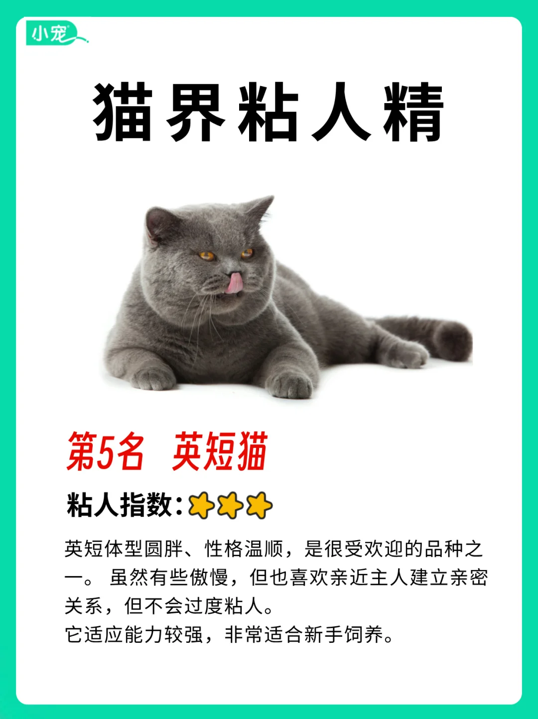 猫界粘人精！你家猫咪上榜了吗？