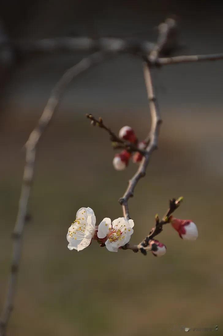 点绛唇 · 咏梅月

作者：陈亮

一夜相思，水边清浅横枝瘦。小窗如昼，情共香俱