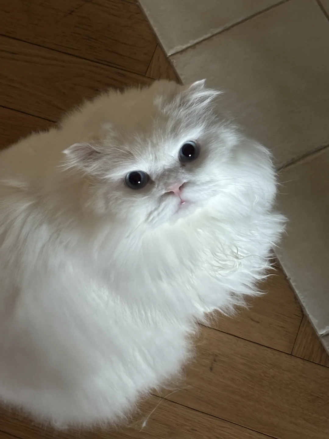 今早可爱爆棚的p咪