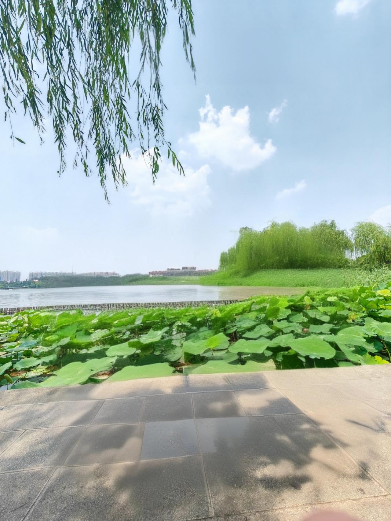 打卡夏日美照，大明湖畔堪称宝藏之地！小暑过后，这里便是赏荷佳处。洁白荷花摇曳，宛