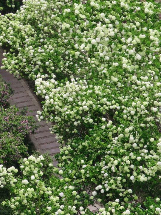 3月30日实拍‼️南京富贵山城墙绣球花实况
