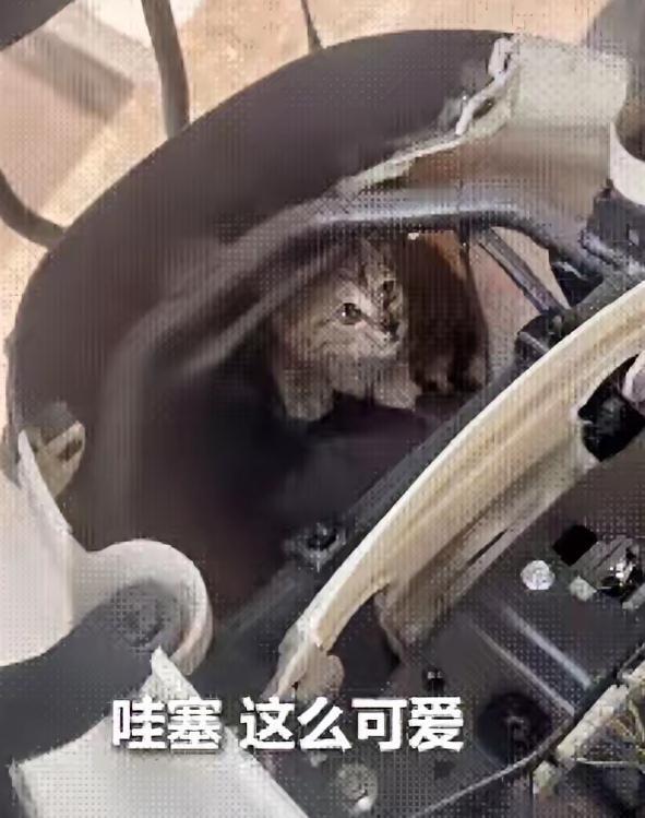 “被人民日报点赞了！”广东深圳，一女子骑电动车听到猫叫，可找遍全车都找不到，不料