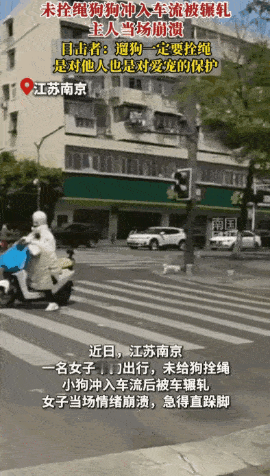 江苏南京，女子遛狗没拴绳，狗突然跑到车流中被车辆碾压。狗主人：当场崩溃大哭，怨自