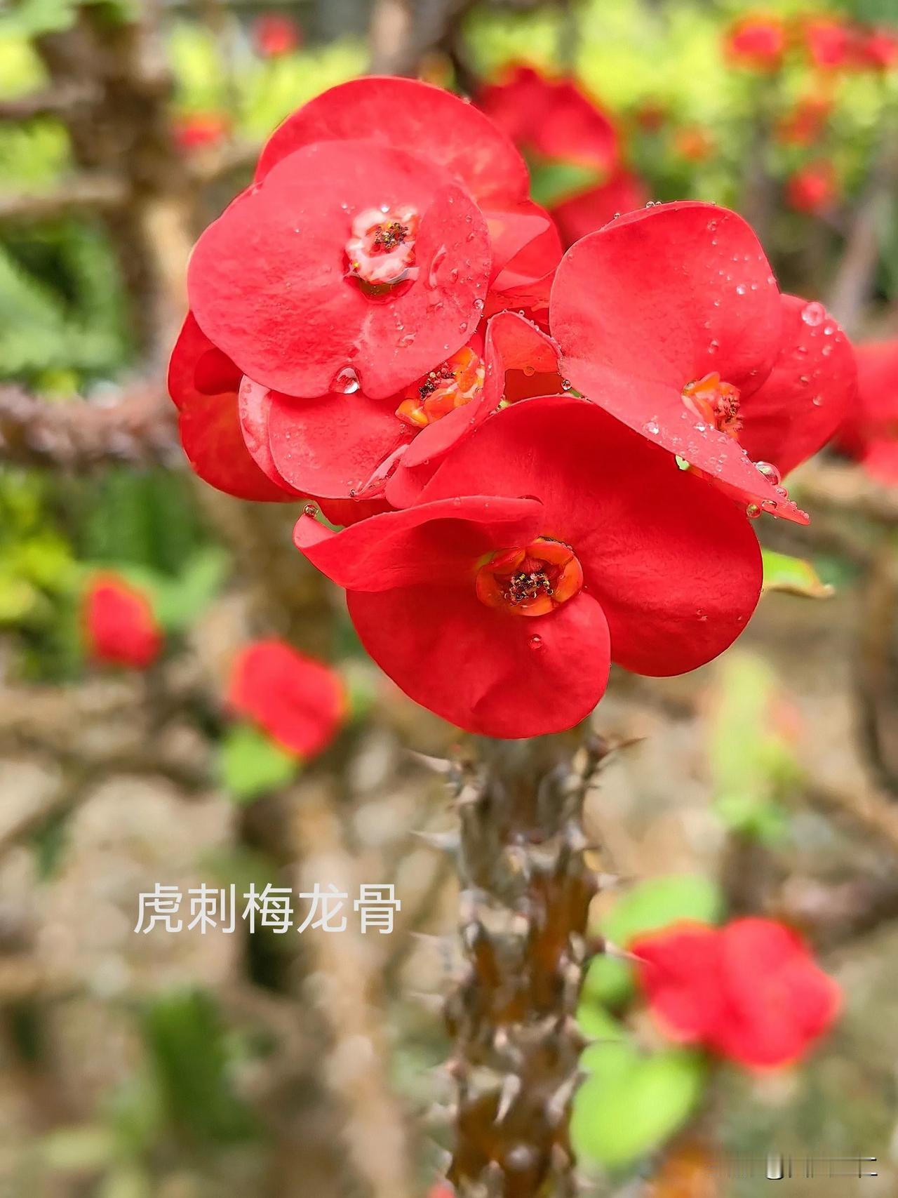 东兴口岸的浪漫