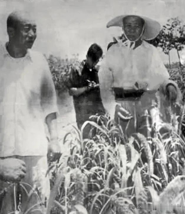 毛主席在谷地拍摄的这张照片曾在全国各大报刊发表，伴随照片传遍全国的是一个千年古县
