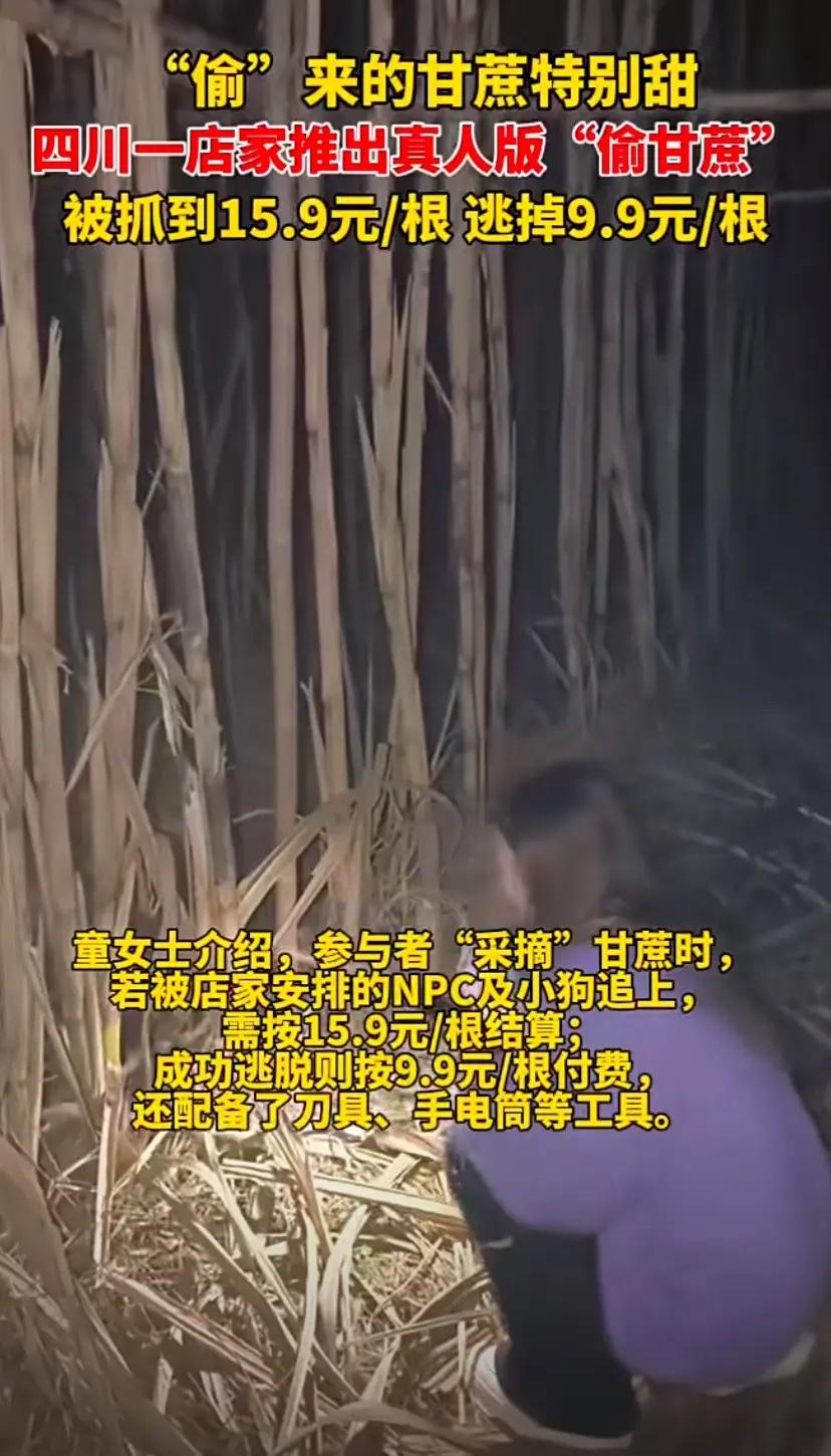 标题：“偷”甘蔗也能成游戏？别让创意营销，踩了道德的底线！
四川这个“真人偷甘蔗