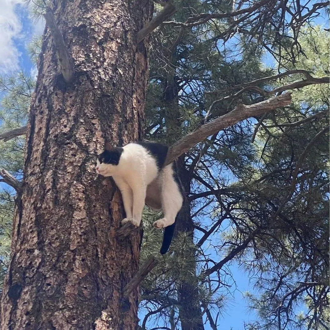 原来是奶牛猫，那没事了