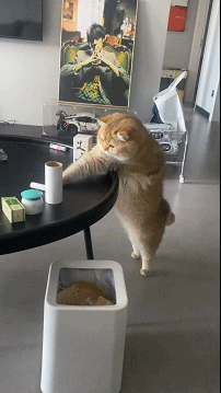 当我把客厅的桌子换了之后，猫就开始怀疑人生了