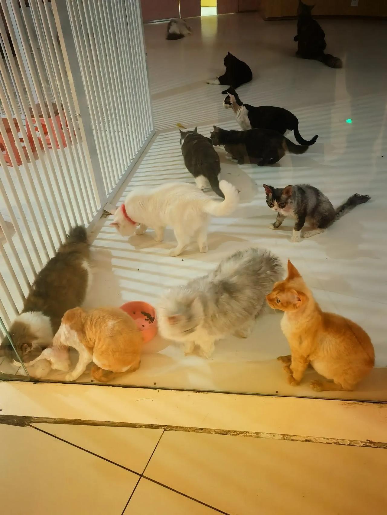 猫咪个个干净，居住环境雅静，或睡觉，或慵懒的躺着，或戏耍，或吃食，一幅岁月静好温