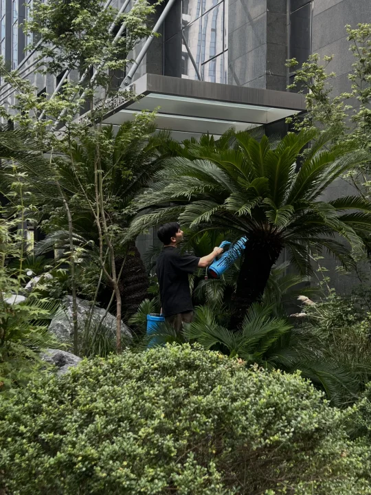 植物养护✿｜HCCH｜办公楼中庭植物景观