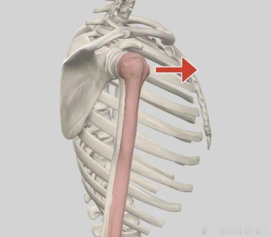 肱骨前移 【纠正肱骨前移】肱骨前移和圆肩驼背有什么区别？为什么会出现肱骨前移，又