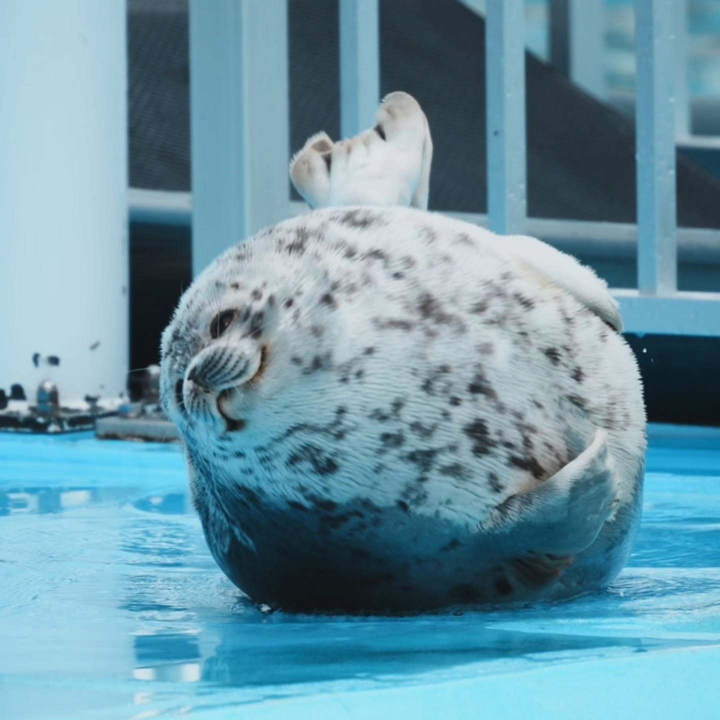 会动的zoo海豹 豹豹长得豹圆豹圆的[卡皮巴拉]【ins：okome__omoc