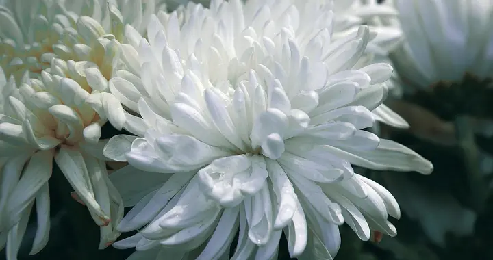 消息传来！著名导演罗伯特·威尔逊在家中去世