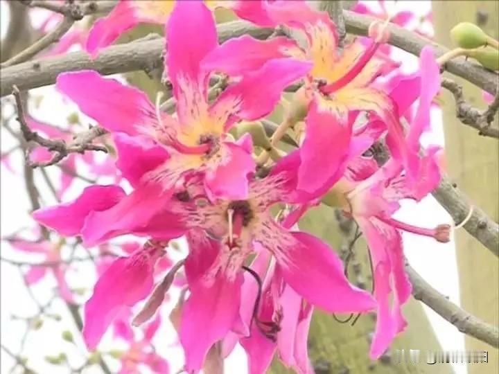 夏的酷热渐渐褪去
秋的凉爽拂过脸庞 
处暑一个诗意的节气
蝉鸣声缓缓隐去
金秋瓜