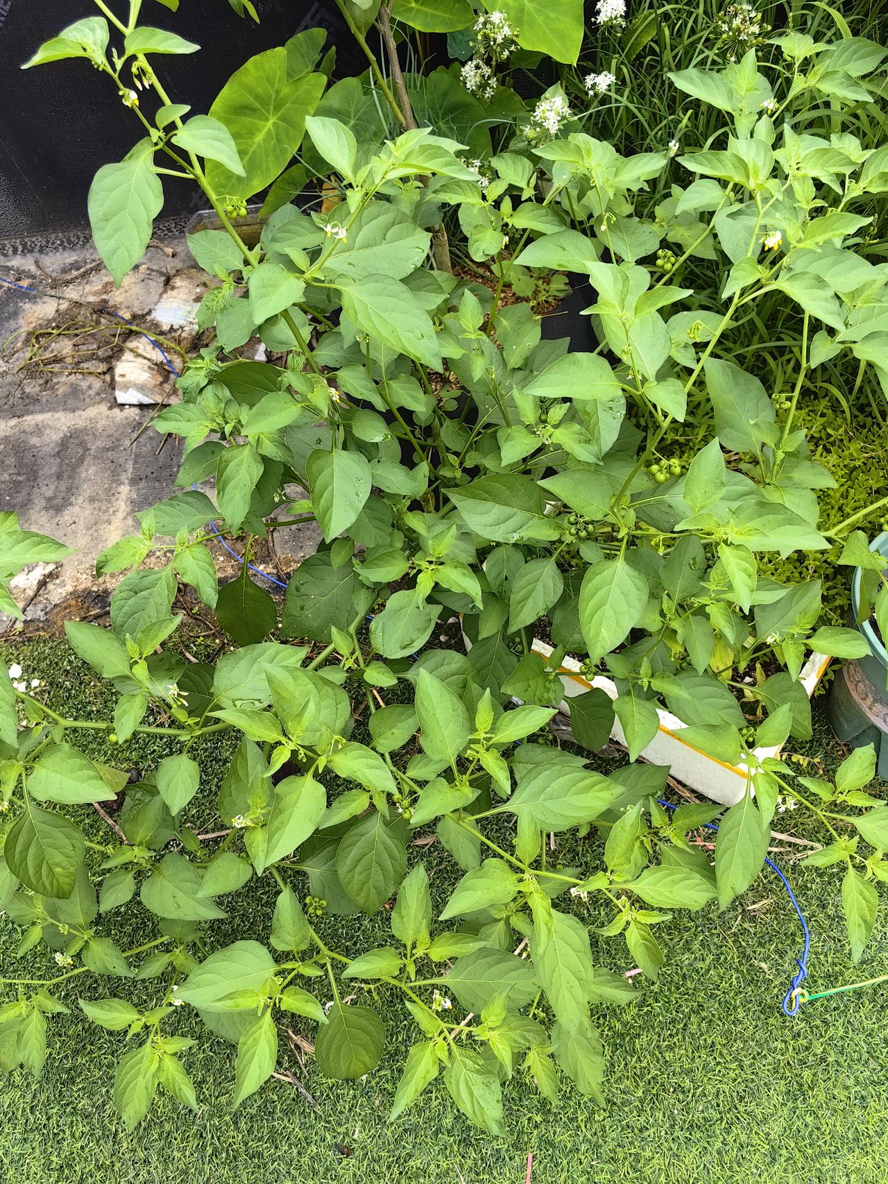 手机每天随手拍稍微仔细看，应该能看出来是什么东西了。遗憾的是，我很难吃到它变黑的