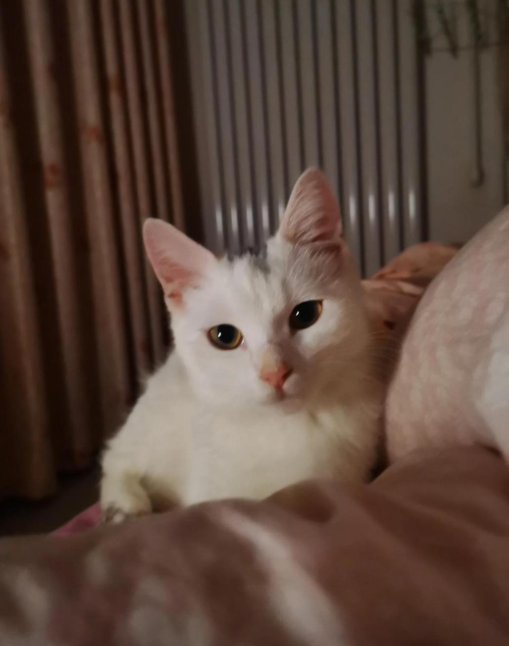 前几天在楼下捡了只猫，身上全是跳蚤。养了两天，看它不怕人了，就给它洗了澡、驱了虫