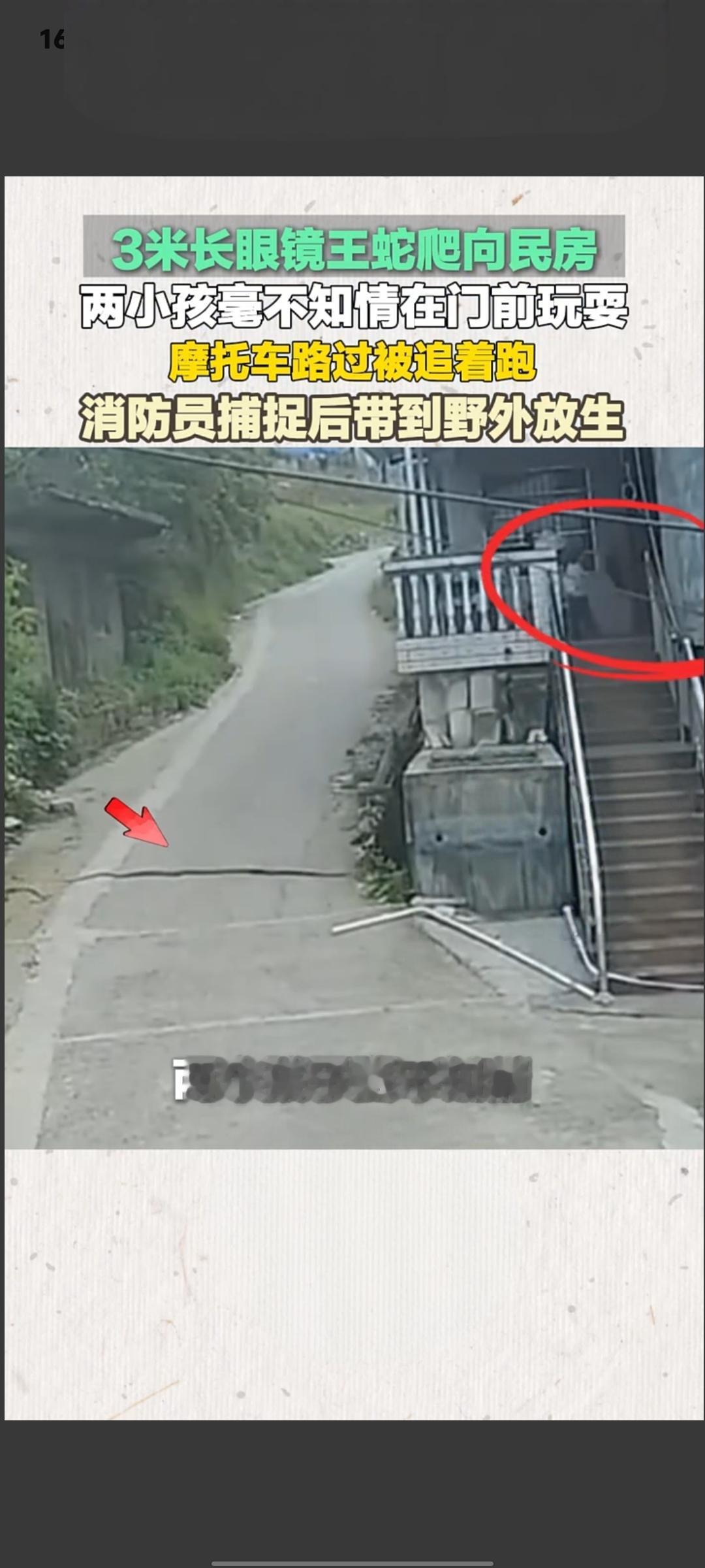 惊险！3米眼镜王蛇逼近民房 两孩童门前玩耍浑然不觉
 
4月26日下午，贵州黔西