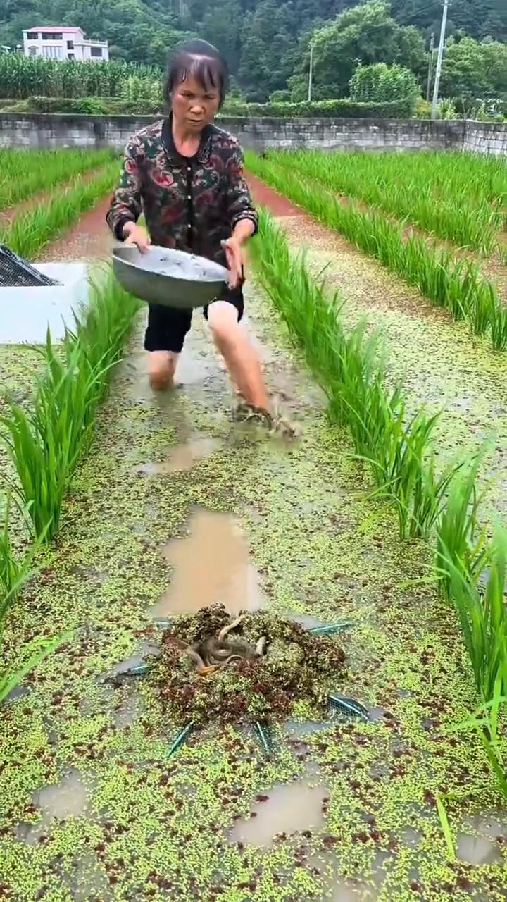 稻田泥鳅。
直接从水草里揪出个大家伙，这哪是稻田，分明是农民伯伯的天然鱼塘。一边