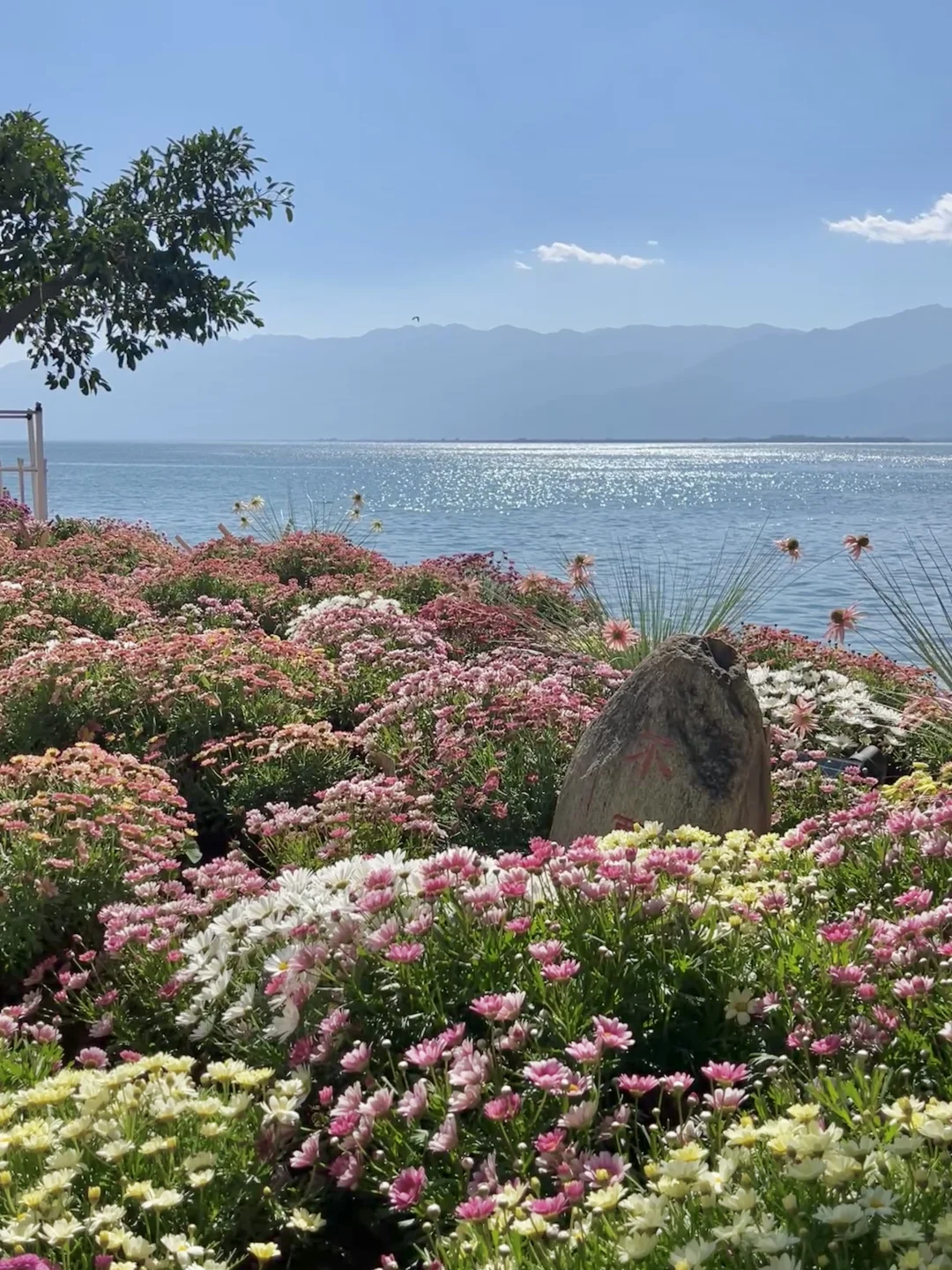 在大理！双廊这些免费的机位太美了！！！！