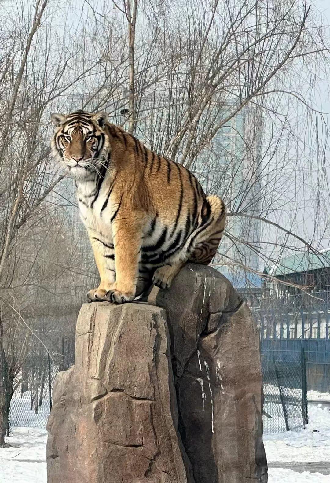 既往不咎是神做的事，我向来有仇必报，脾气因人而定，你什么货色我就什么脸...