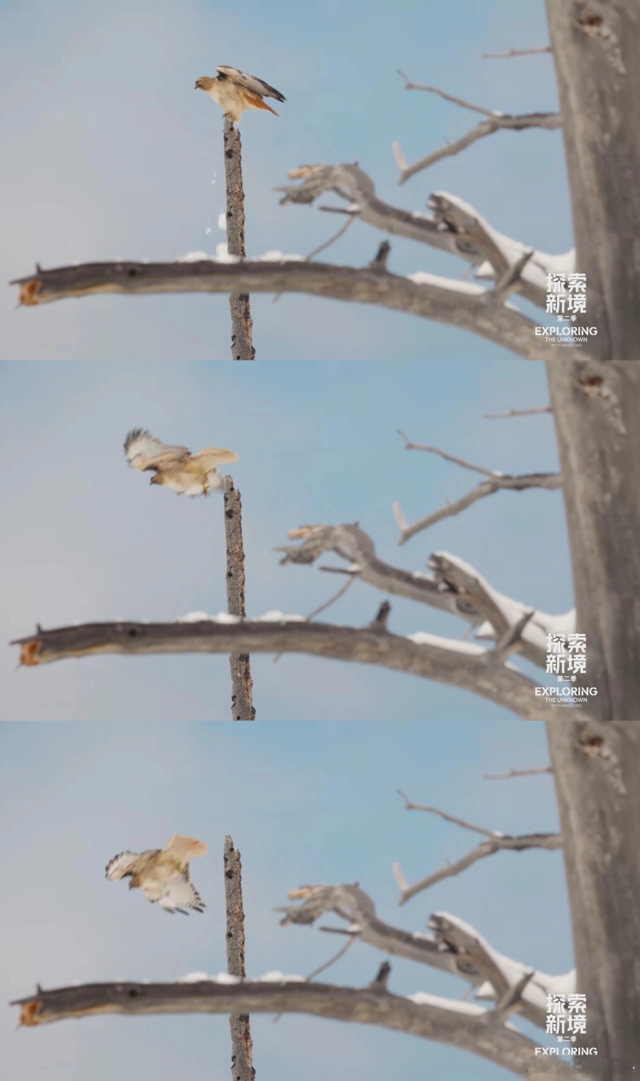 跟着王一博，世界真奇妙。看山羊打架，见野牛吃草，在湖边露营，捡石头打水漂，遇小鸟