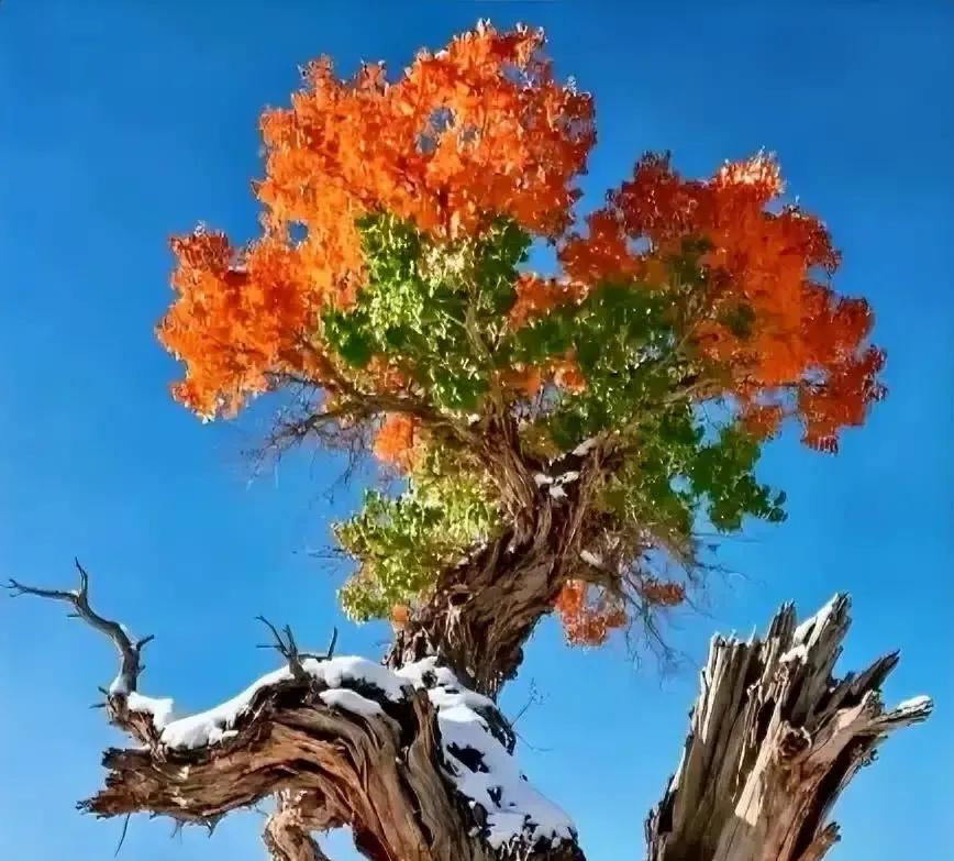 王志文一句“强大自己是终点”把我深夜刷手机的手按停。
节目里他穿旧衬衫，语速慢得