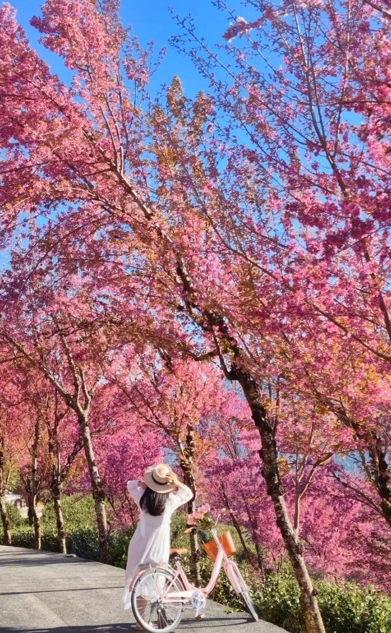 粉色的花海中，少女与自行车相伴，感受春天的浪漫。🌸🚴‍♀️💐微风轻轻吹过，