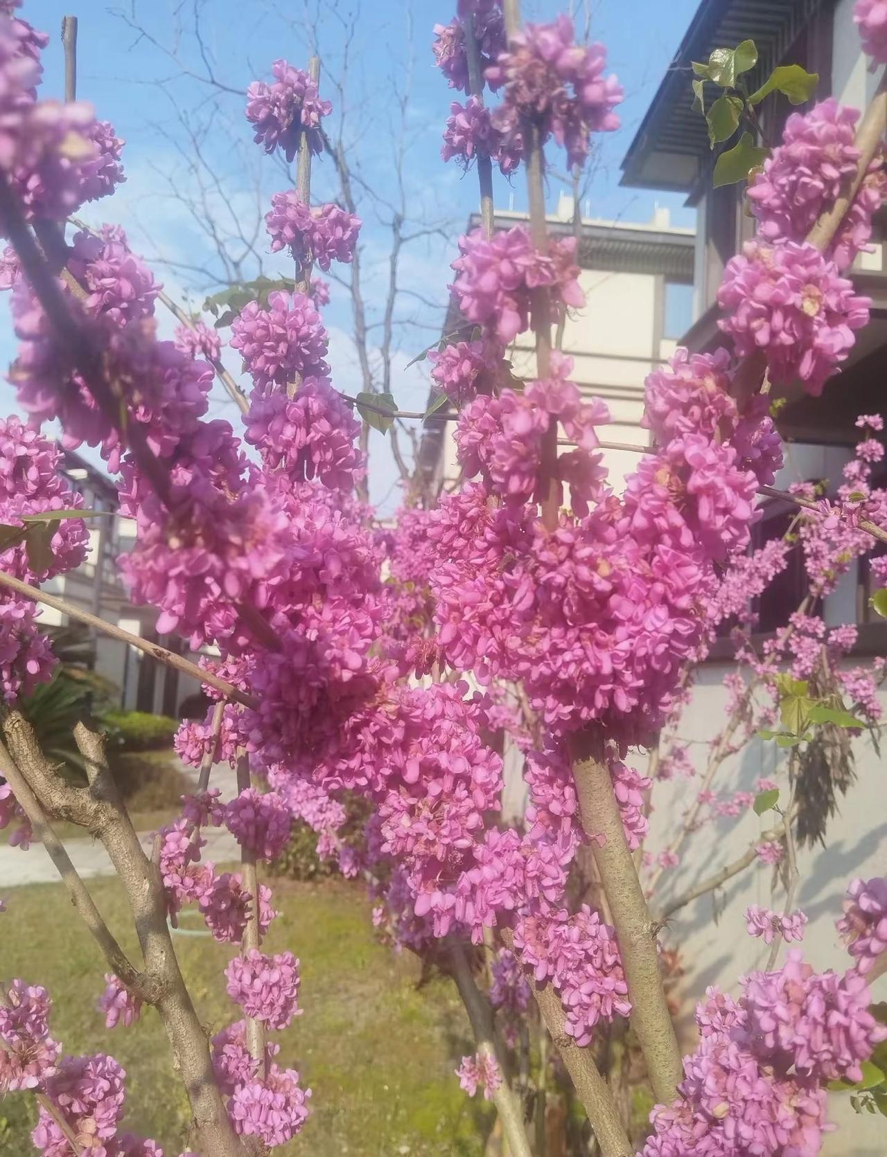 难得放晴，明天又是雨。春天就要colorwalk 创作者中心