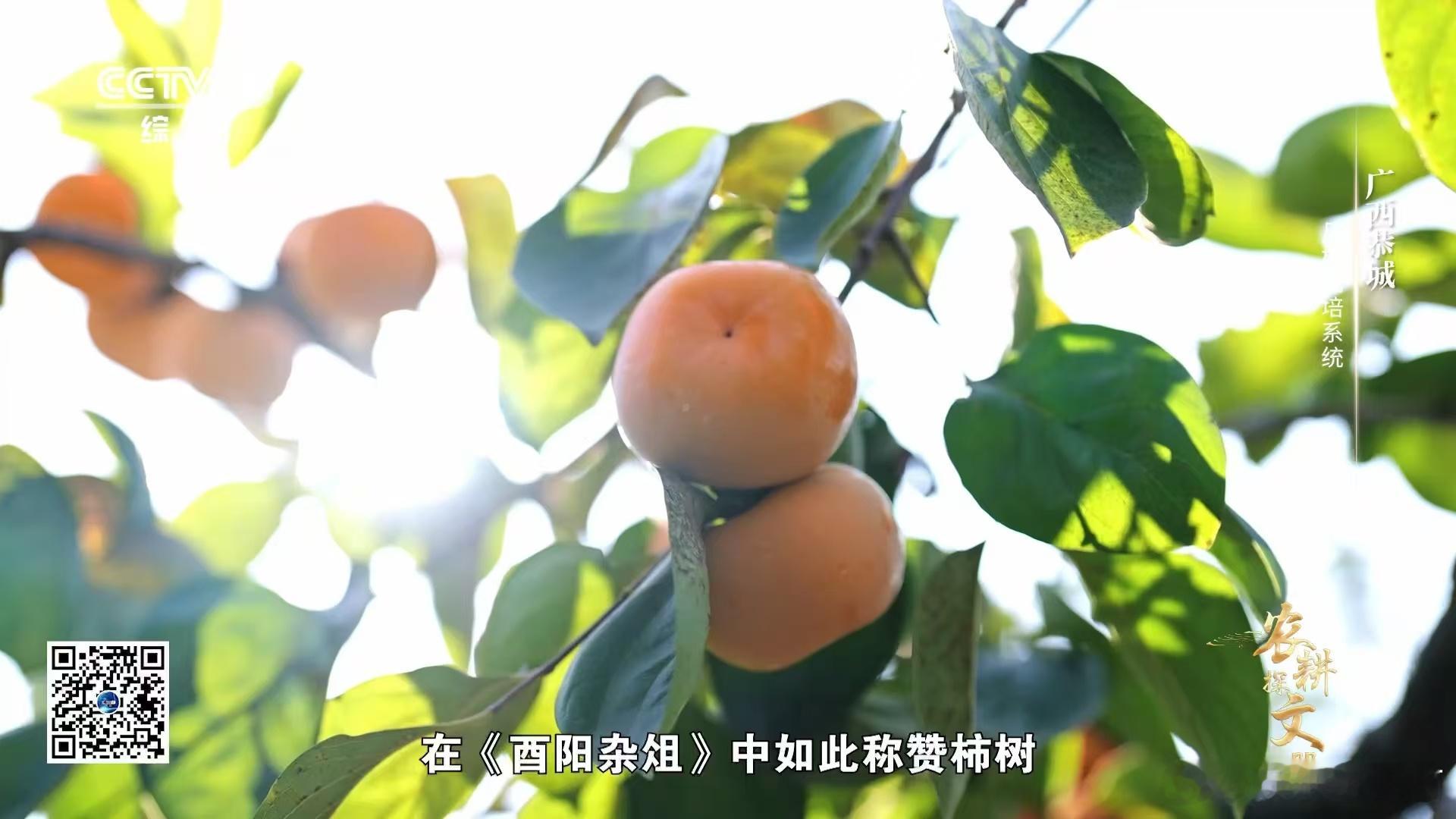 柿子的叶子也可以当茶喝  广西眼中的柿子又能吃又能喝  广西恭城有好物，柿子叶茶
