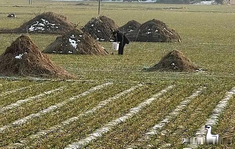 2026年3月30日起实施“深埋不留坟”新规，死者埋入地下，地表不留坟头或碑，可