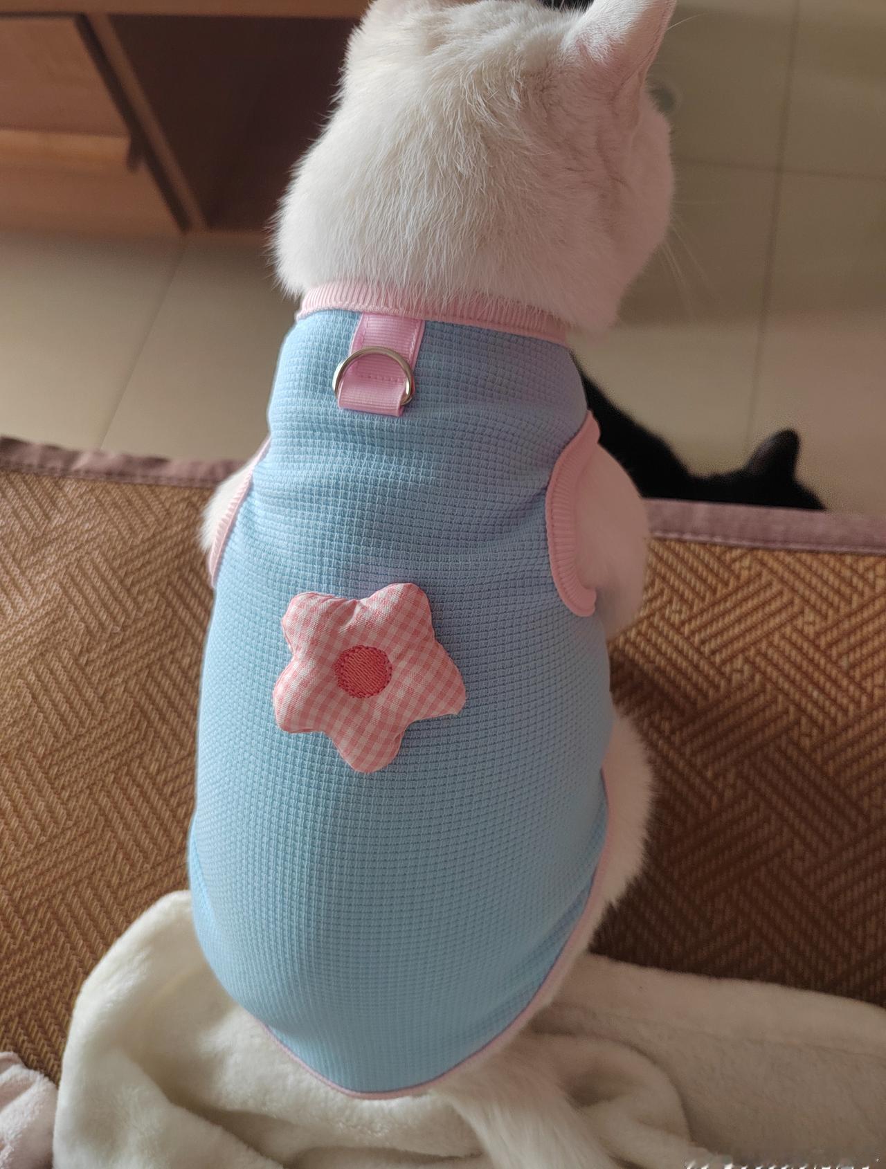 我的猫咪模特儿！吉祥姐姐也算是提前感受圣诞节了，算是第一批穿上圣诞衣服的猫咪了。