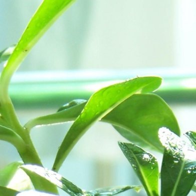 佛肚树（珊瑚油桐，冷门块根观花绿植，之前全程未提） 实拍植株特征主干下部膨大鼓胀