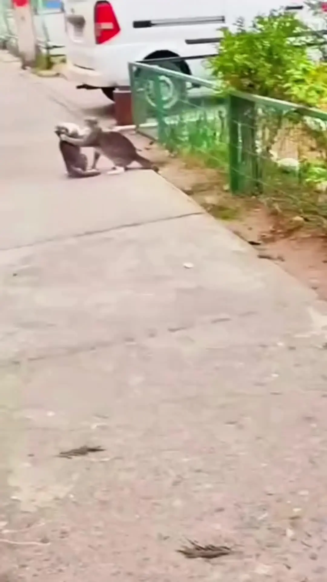 一个妈生的小猫，一言不合又打起来
