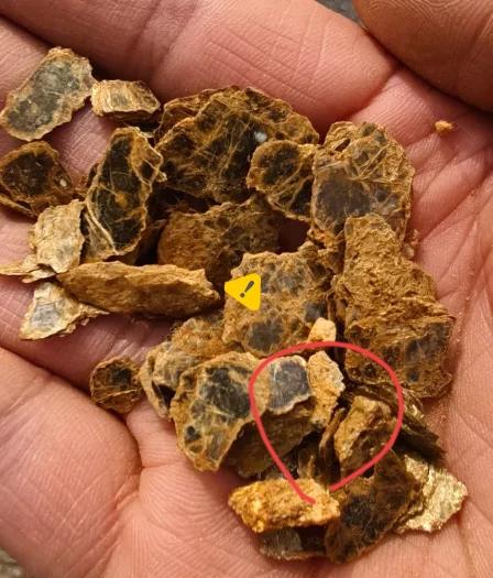 爸爸
这座山下有黄金
8岁娃靠一株草“找”到金矿
网友：这观察力绝了！
 
大连