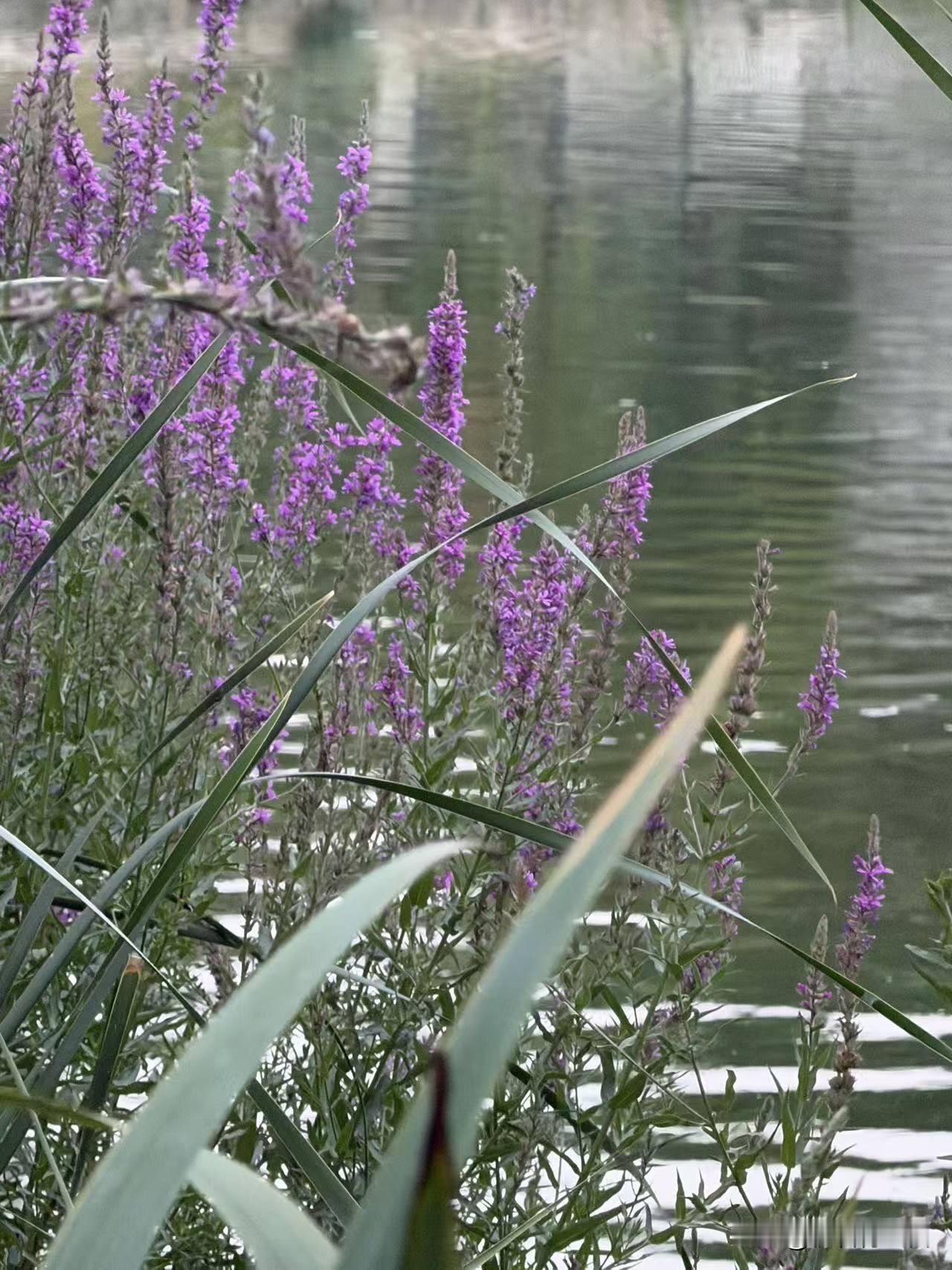 唐多令•蝉曲夏时光

蝉曲夏时光，桐风旧院墙。木槿花、开到秋凉。枝上新雏身不稳，
