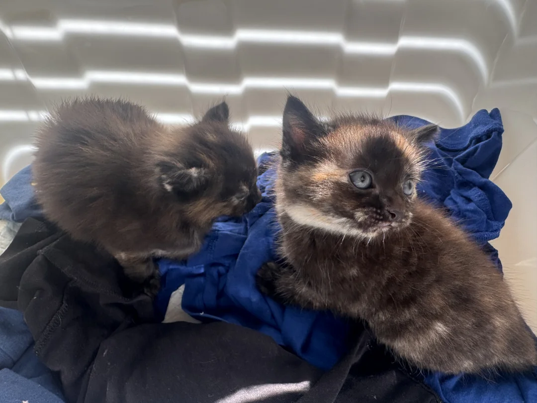 悉尼免费送猫仔啦~