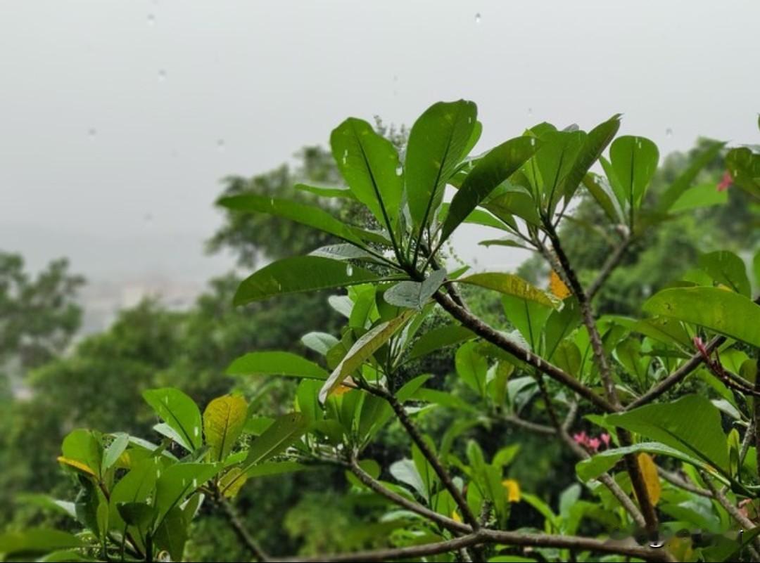 如果你嫌夏天太热，就来东北旅游吧。
你敢信吗？都快要夏至了，可是我们东北好像还没