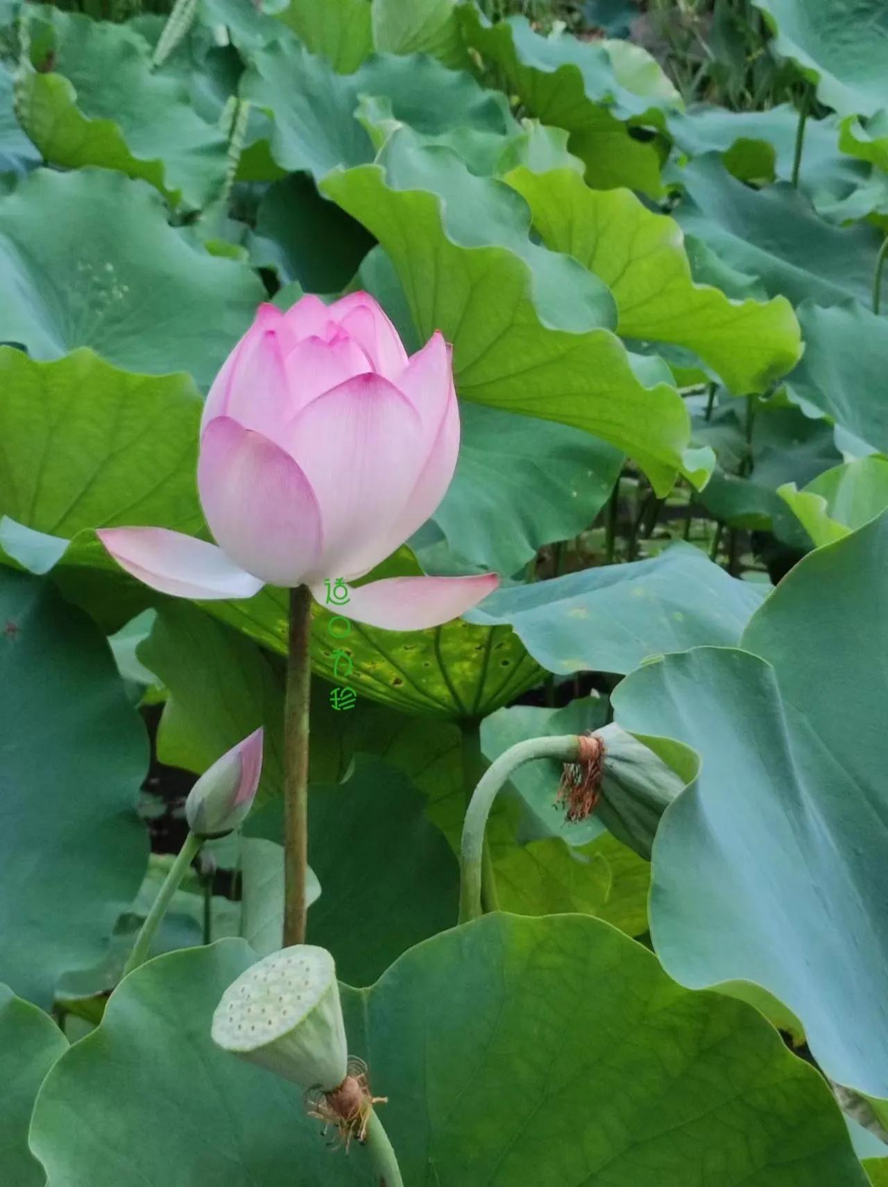 上联：粉荷含露风姿绰，
下联：您来对…………？

上联：翠叶婆娑秀姿美，
下联：