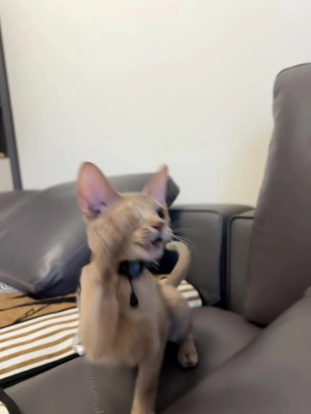 啊是猫猫