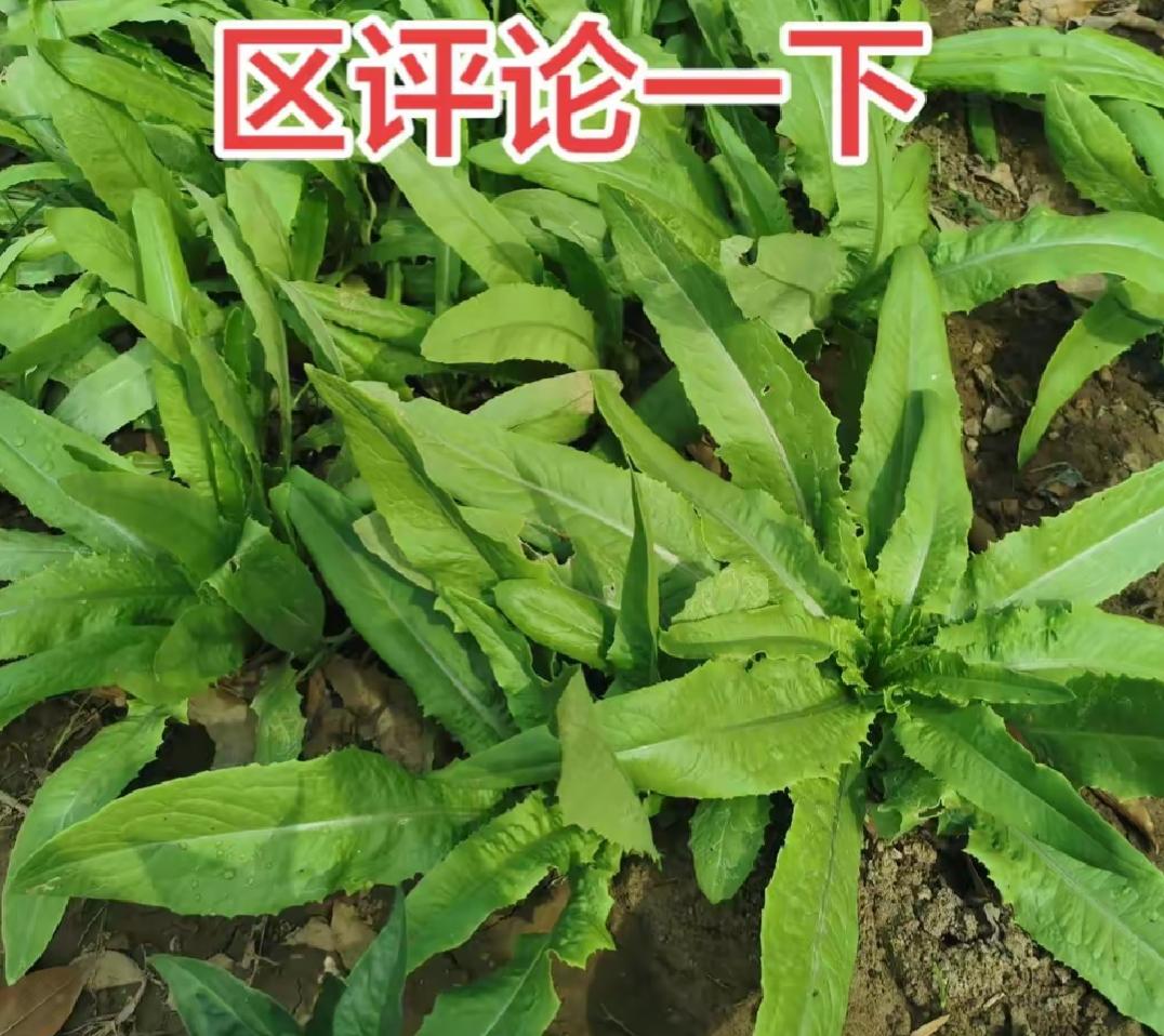 这些菜长得真绿啊！大家看看这是莴苣吗？北方正在吃的季节，这是个好菜啊