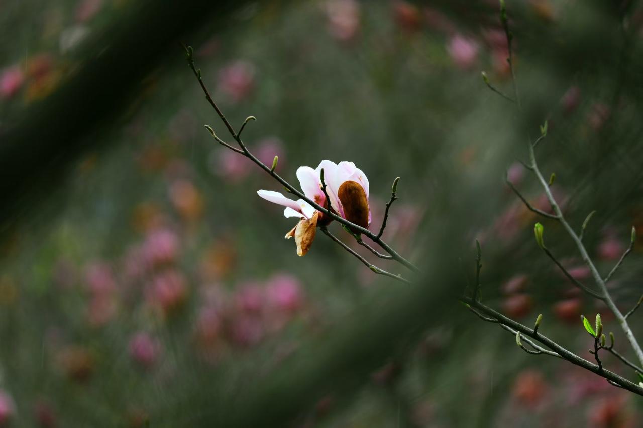 1. 一枝玉兰，半掩在朦胧绿意中。花瓣轻颤，晕着浅浅粉晕，像春日里未散的温柔。花