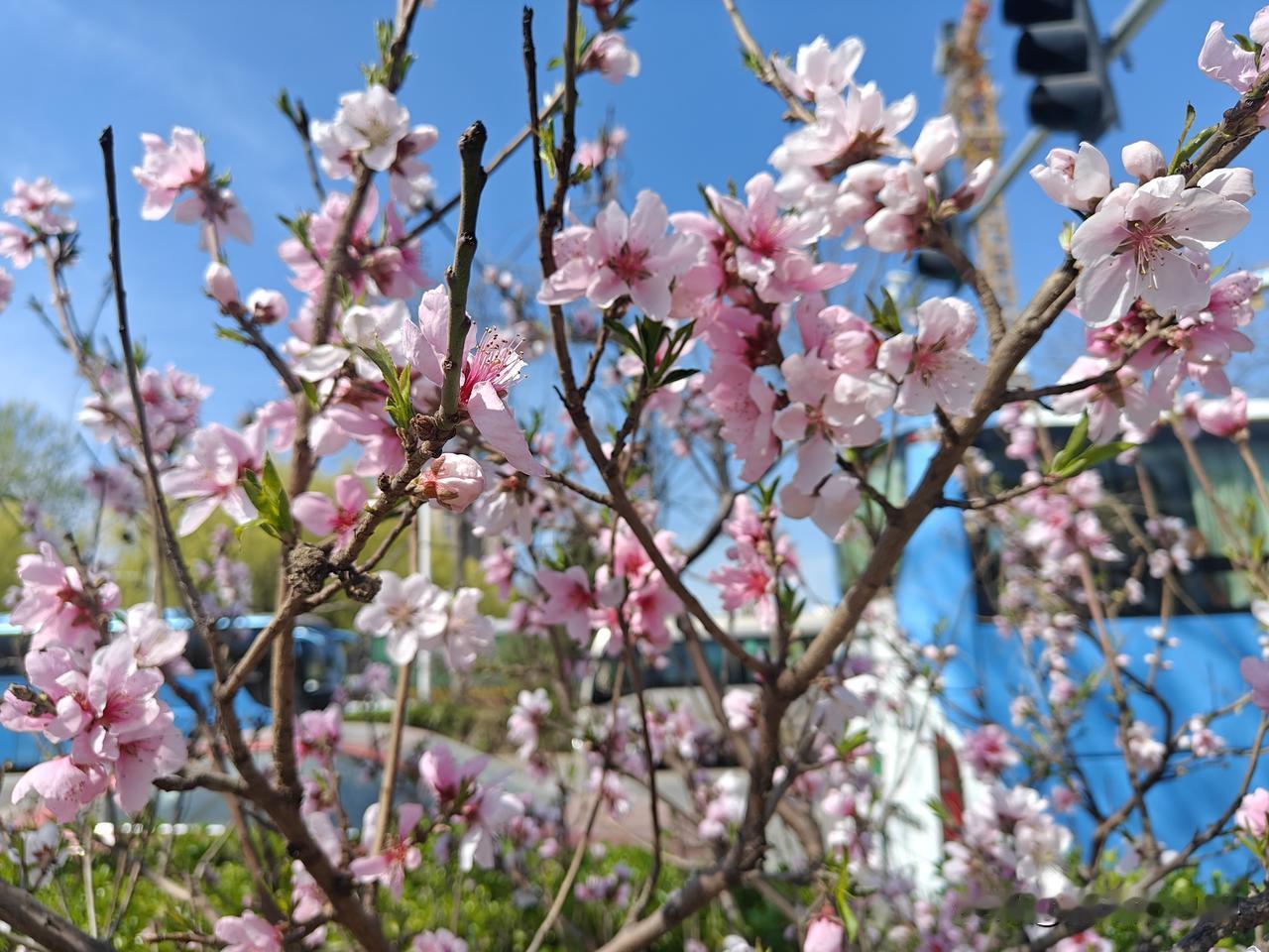 晒出你手机中盛开的花朵