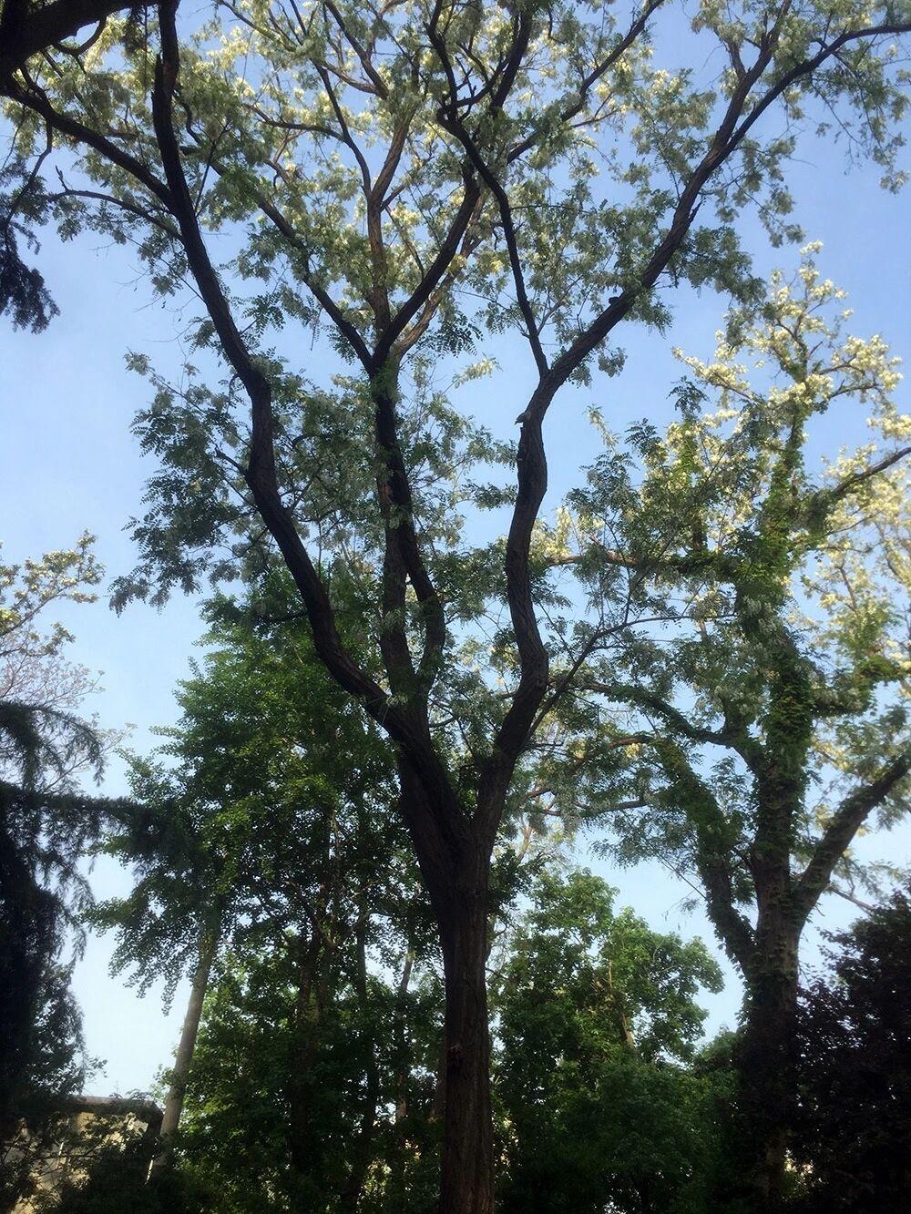 出门闻到一股清香，原来是洋槐花开了。

这才发现，小区里有好多洋槐树，长的都挺高